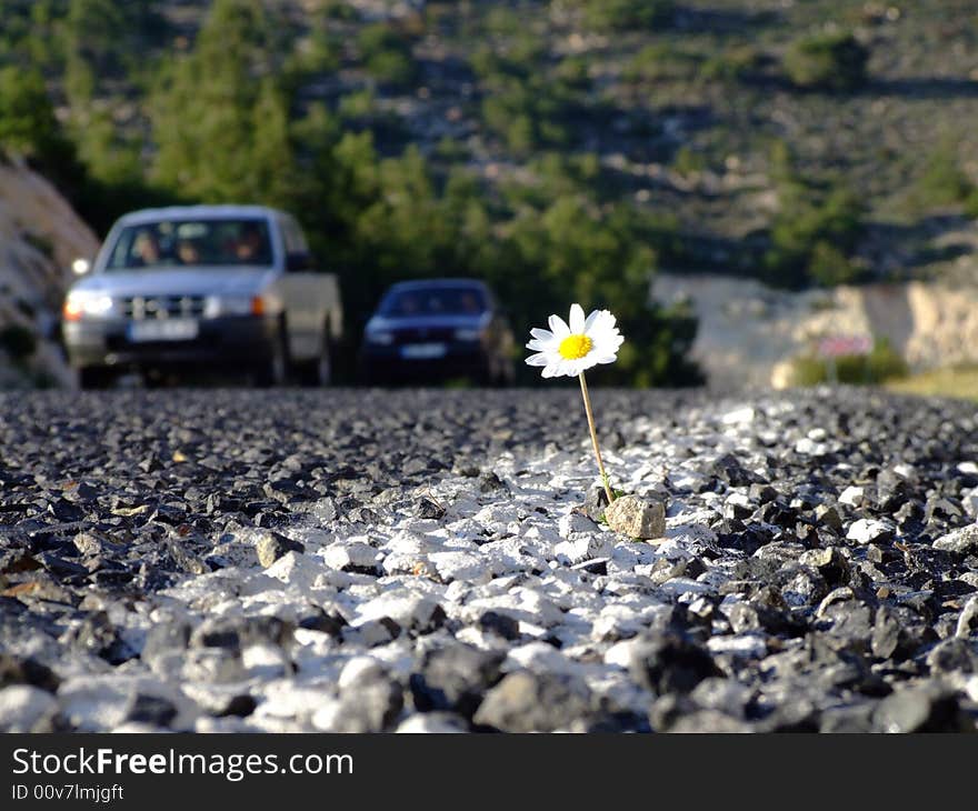 Daisy On Road