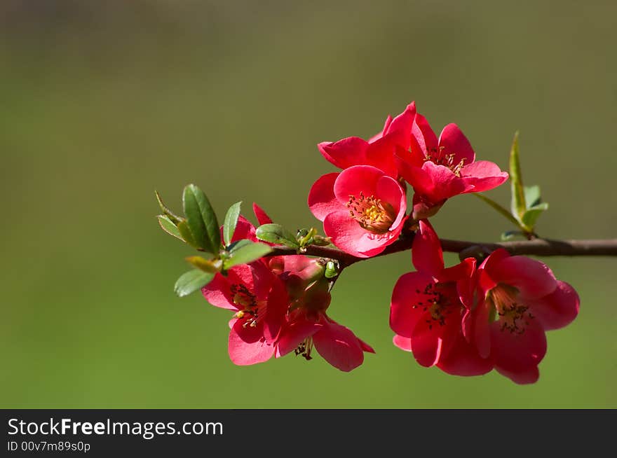 Quince blossoms