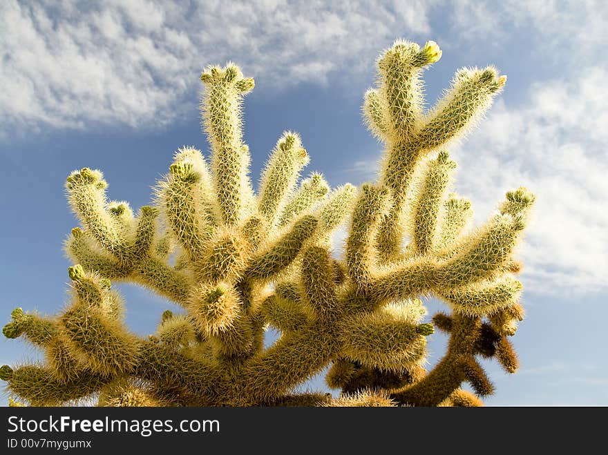 Cholla Cactus