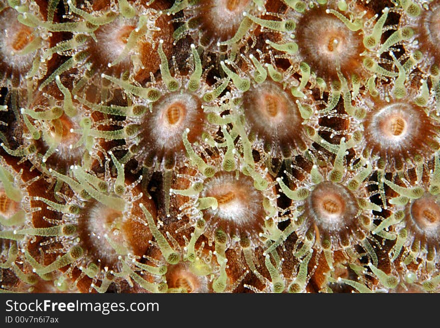 Smooth Flower Coral (Eusmilia fastigiata)