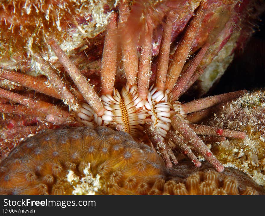 Slate pencil Urchin on the coral reef at night