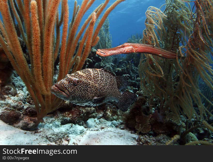 Tiger grouper & trumpet fish feeding together on reef