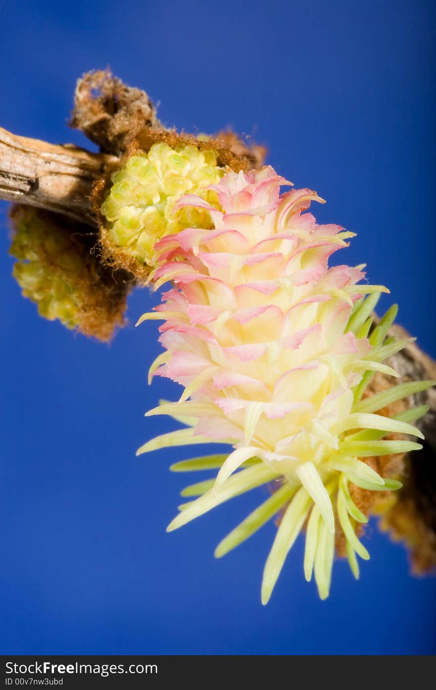 Flowers of a larch on a blue background. Extreme close-up.