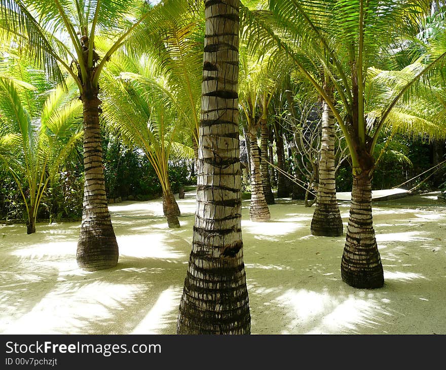 Buri Trees