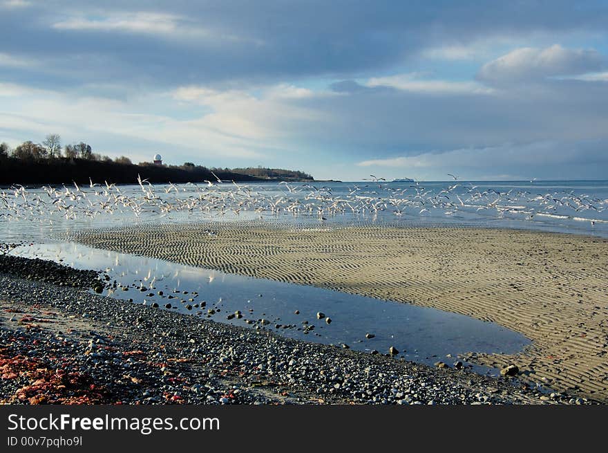 Gulls on the seaside