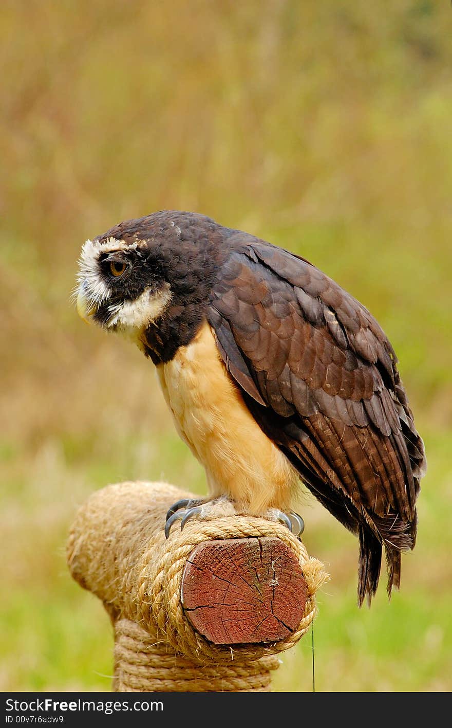 Portrait of spectacled owl  on the log with bush as background