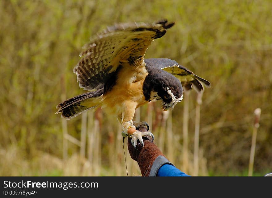 Portrait of spectacled owl  on the log with bush as background