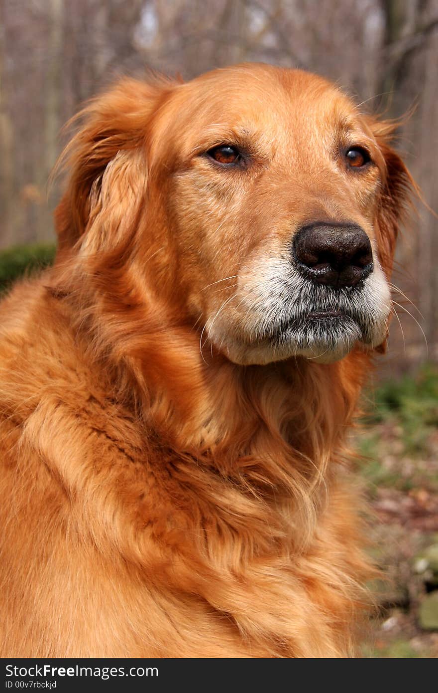 Golden Retriever