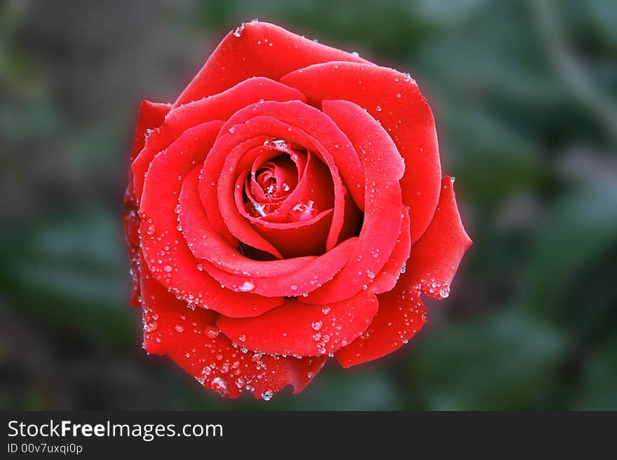 Perfect Red Rose