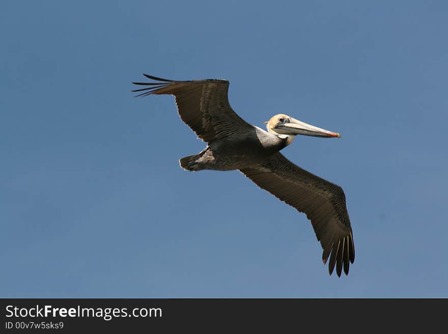 Afternoon Flight