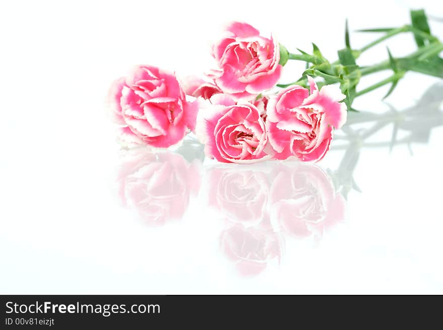 Carnation with reflection on white background. Carnation with reflection on white background