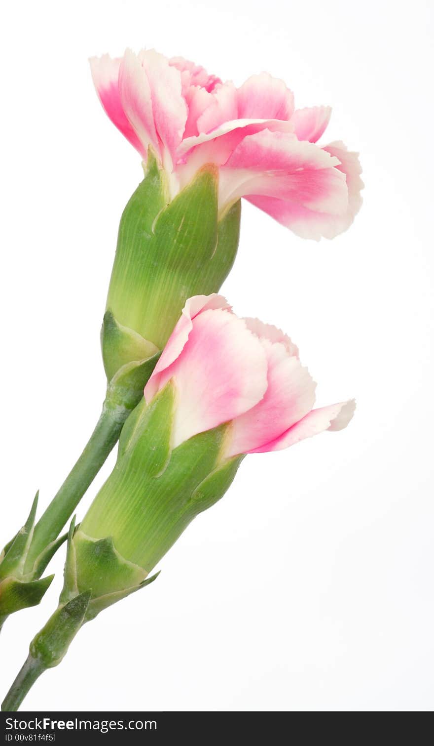 Two beautiful carnation on white background