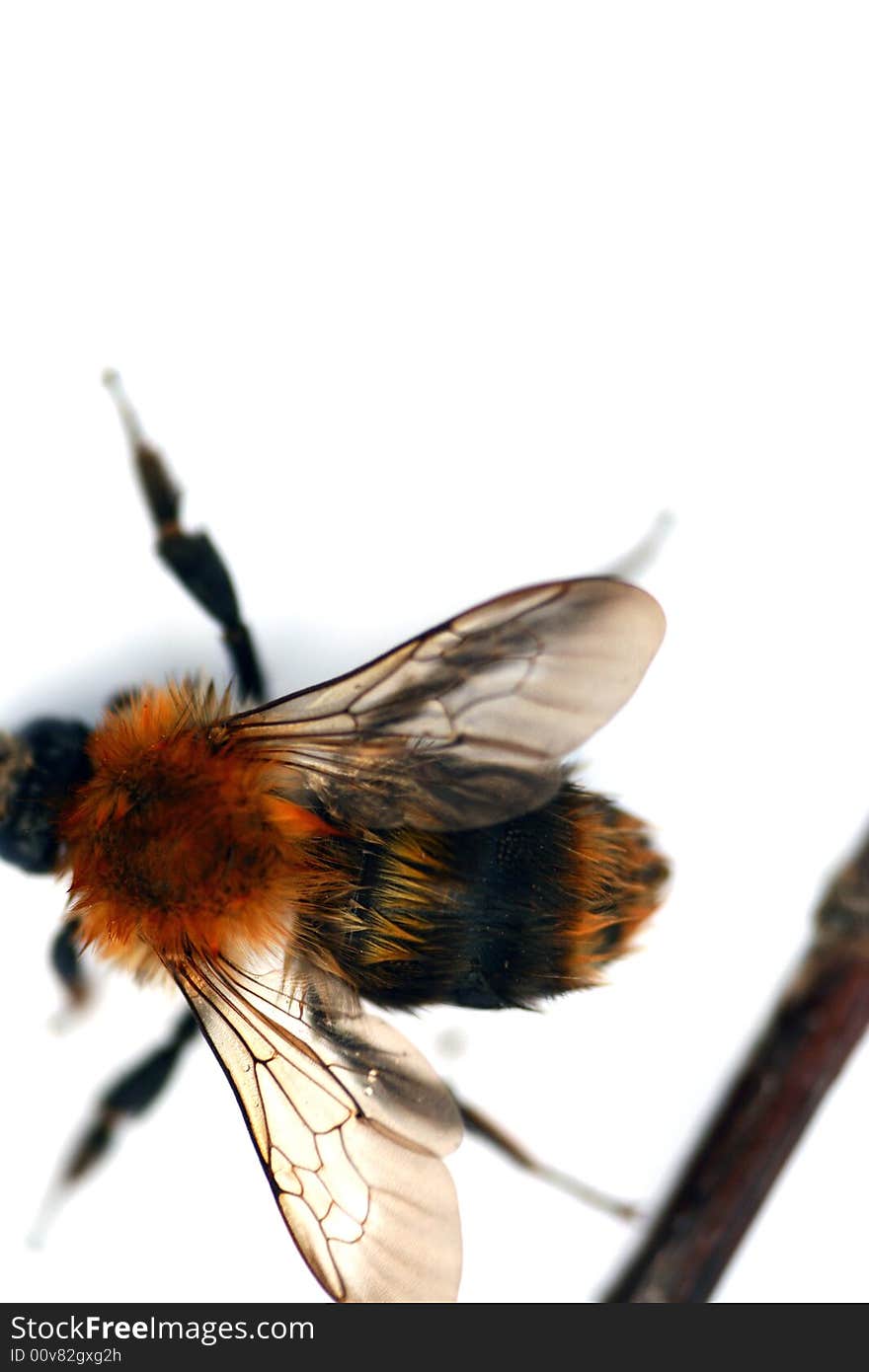 Bumblebee isolated in white background