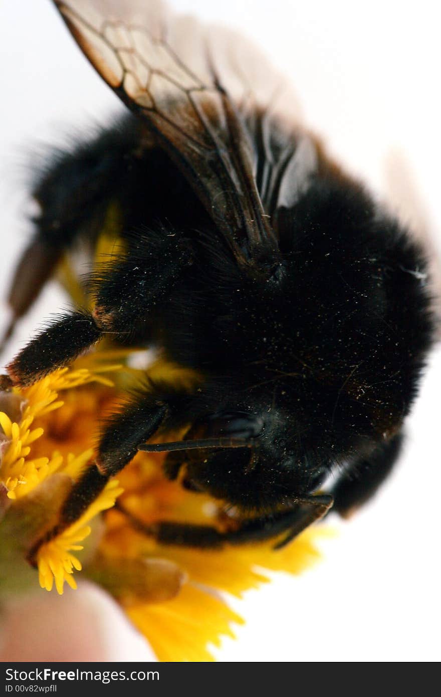 Bumblebee isolated in white background