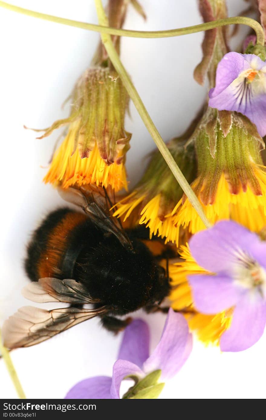 Bumblebee isolated in white background