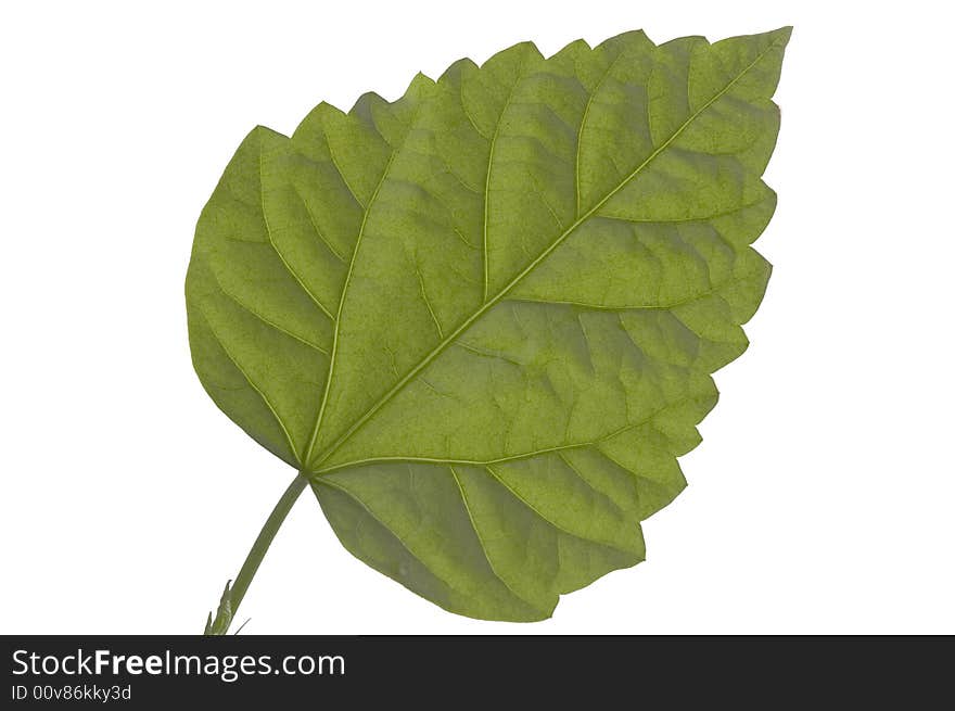 Close up of a green sheet on a white background. Close up of a green sheet on a white background.