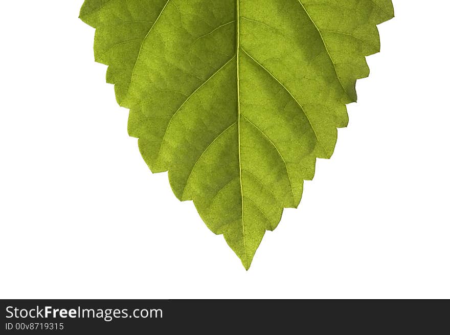 Close up of a green sheet on a white background. Close up of a green sheet on a white background.