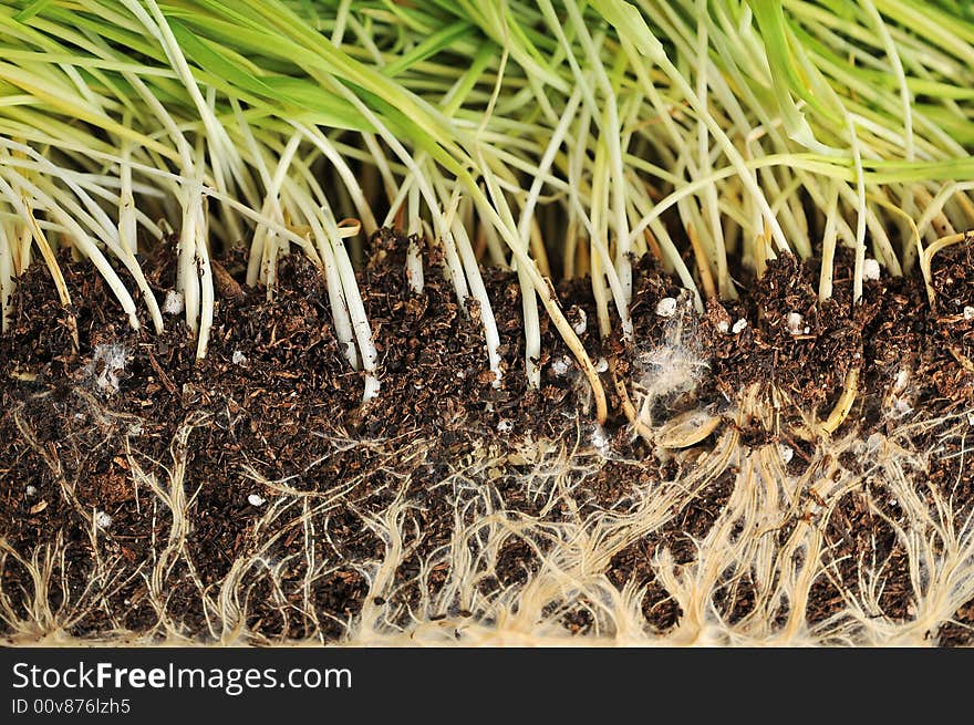 Close up of organic wheat grass