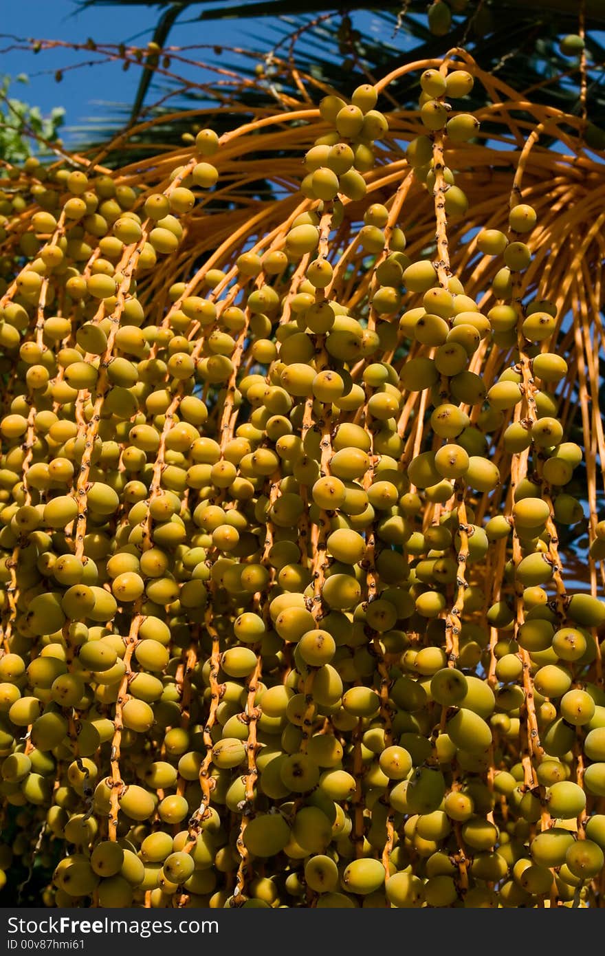 Beautiful warm yellow color of palm tree fruits. Beautiful warm yellow color of palm tree fruits