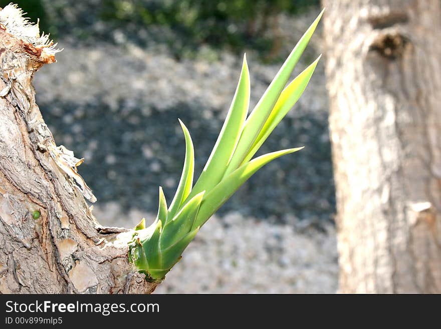 Fantastic exotic tree with young leaves. Fantastic exotic tree with young leaves.