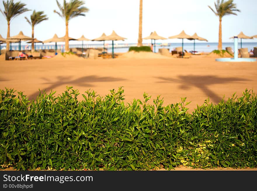 Photo green bush on the beach. Focus to the fore. Place text on top. (12.8 Mpix full frame shoot). Photo green bush on the beach. Focus to the fore. Place text on top. (12.8 Mpix full frame shoot)