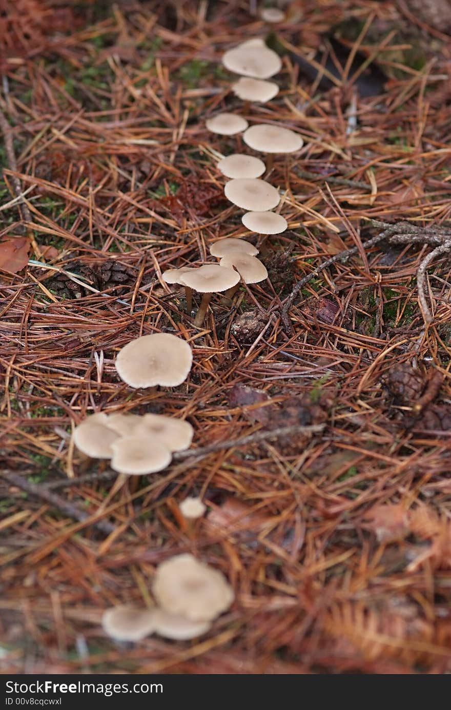 Toadstools