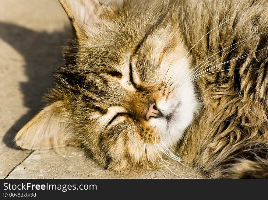 Cheerful cat enjoying summer sunilght