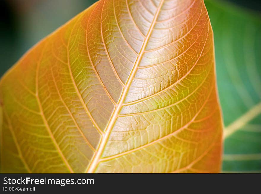 Veins of leaf