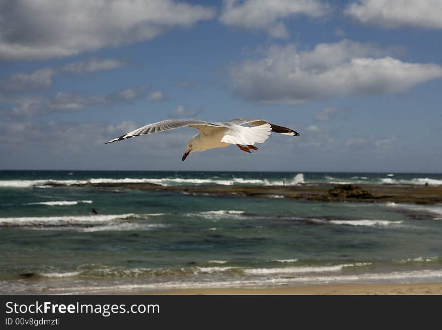 The seagull flies above ocean. The seagull flies above ocean