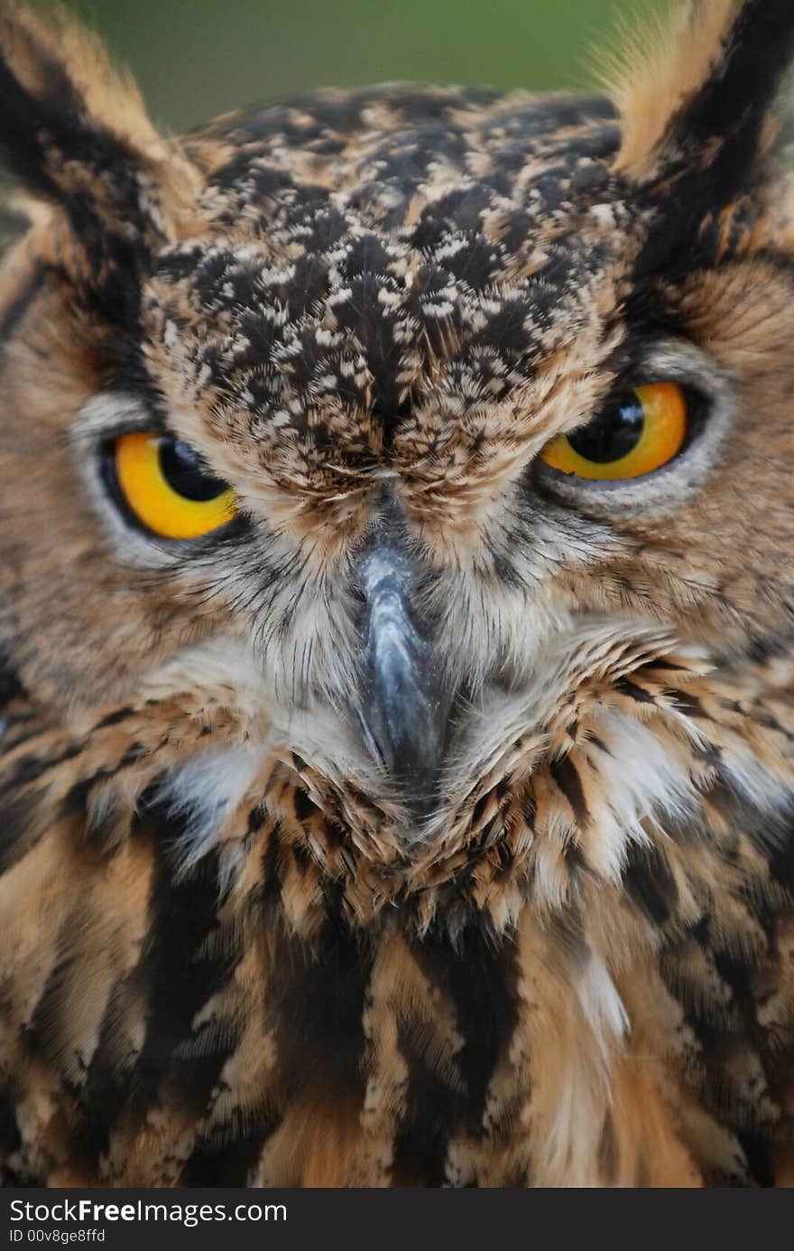 A photo of a gentleman-like owl. A photo of a gentleman-like owl.