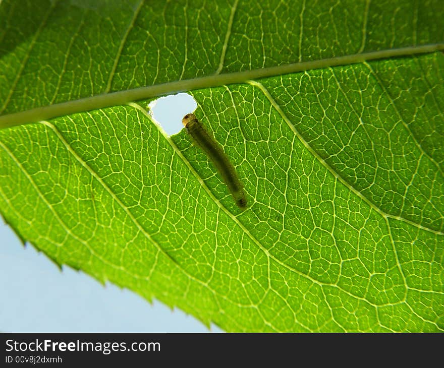 The caterpillar eating green leaf. The caterpillar eating green leaf