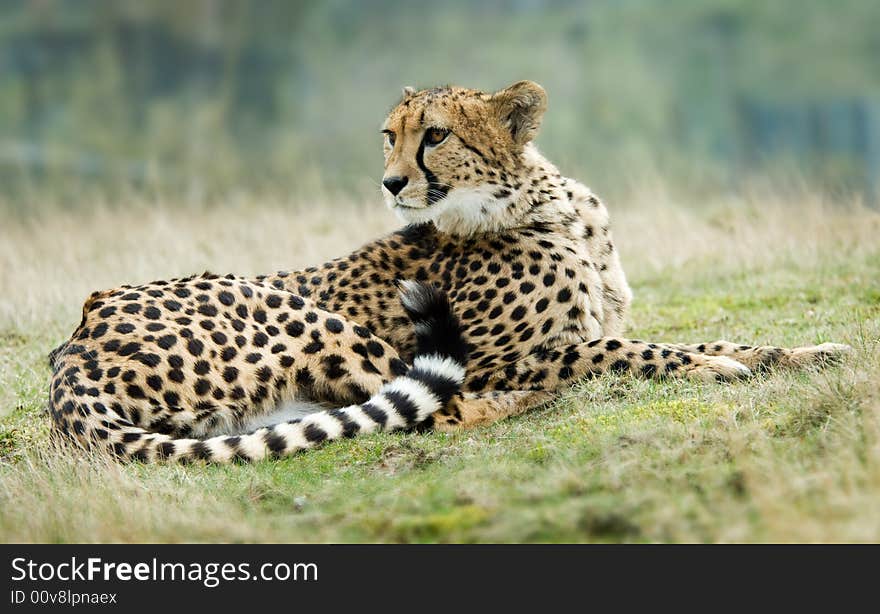 Close-up of a beautiful cheetah (Acinonyx jubatus)