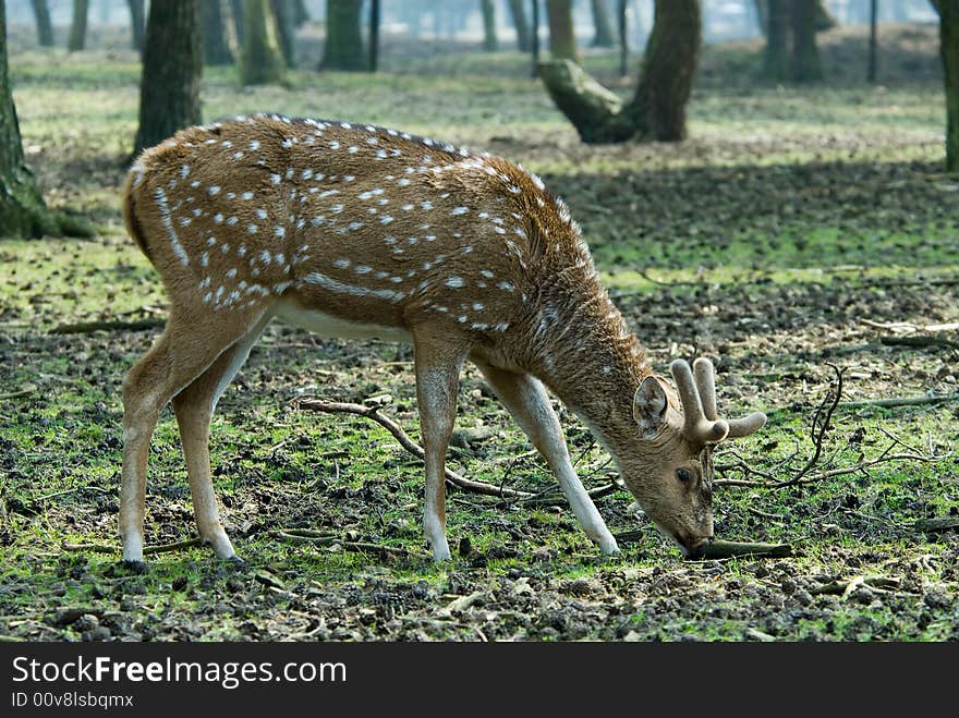 Beautiful deer