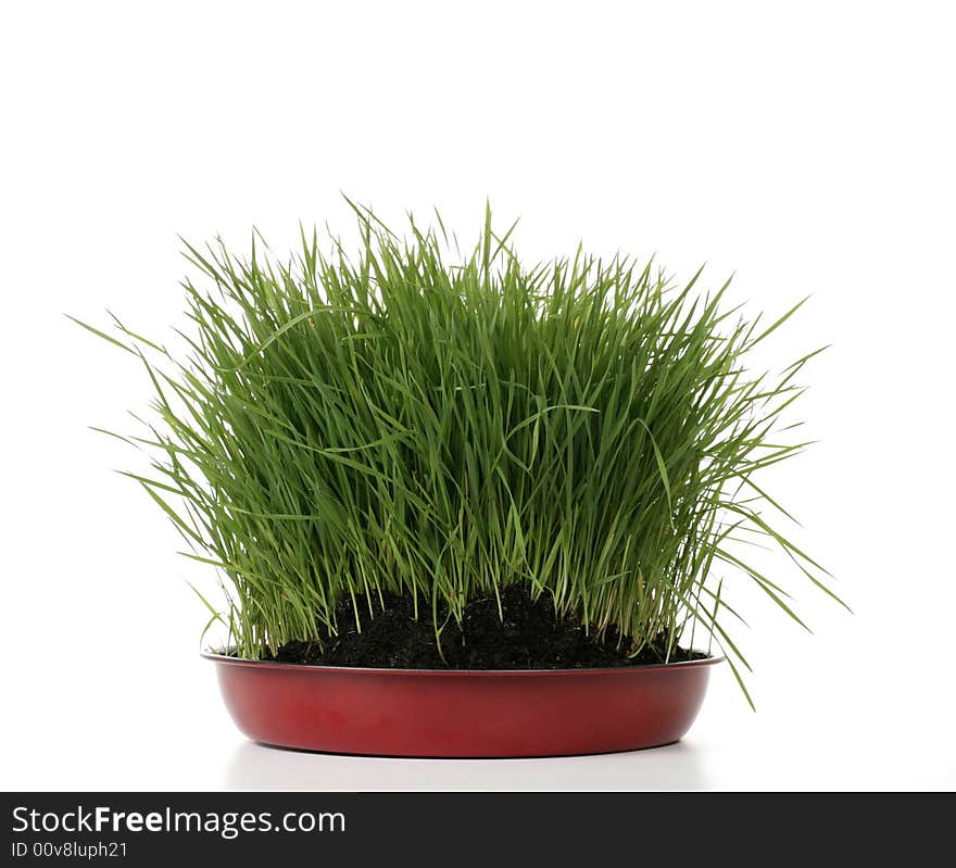 Green fresh grass with dirt on white background