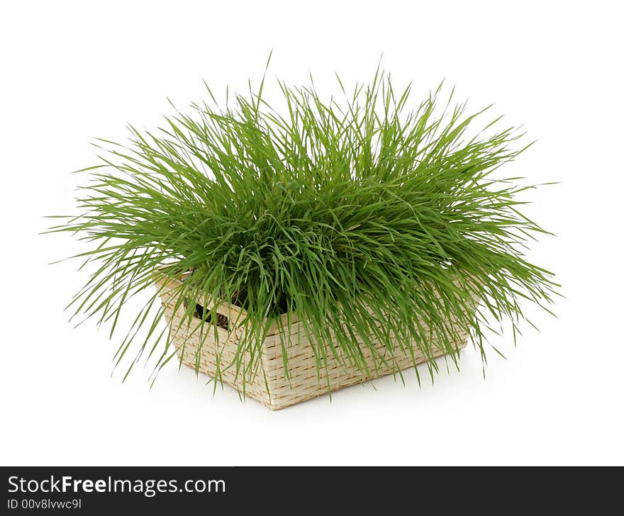 Green fresh grass isolated on white background. Green fresh grass isolated on white background