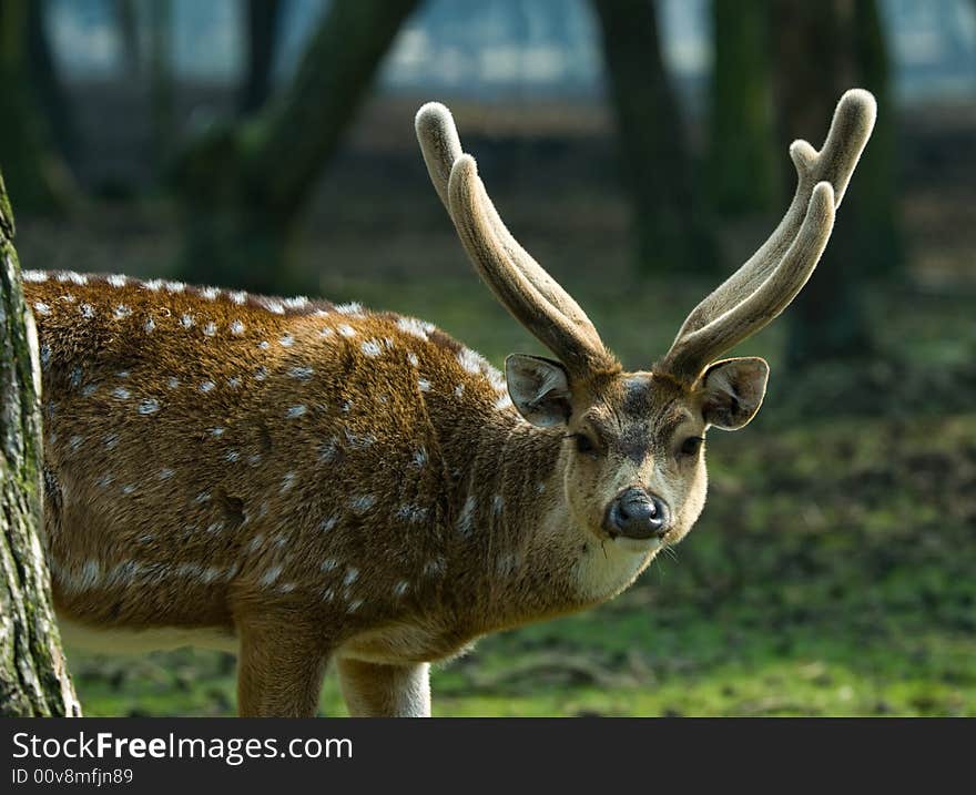 Beautiful Deer