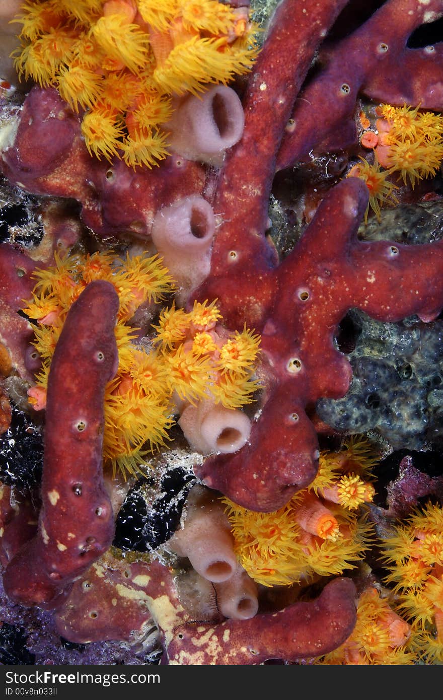 Coral landscape at night