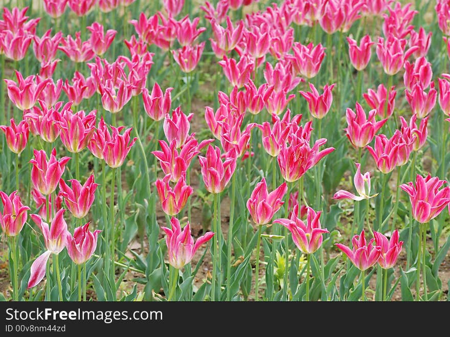 Clusters of mauve tulips bloom in the warm sunshine garden. Clusters of mauve tulips bloom in the warm sunshine garden.