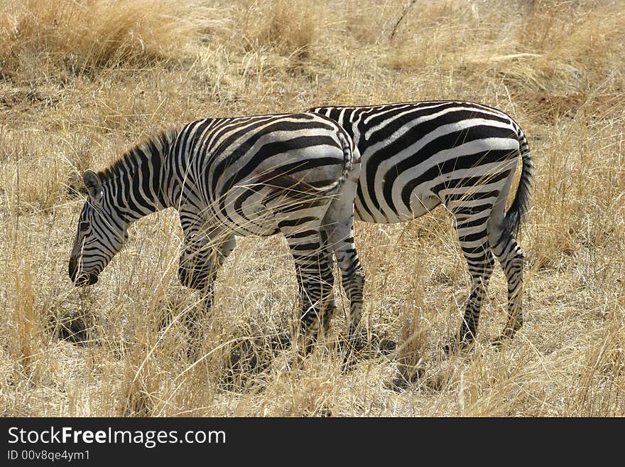 Zebra couple in a national park in africa