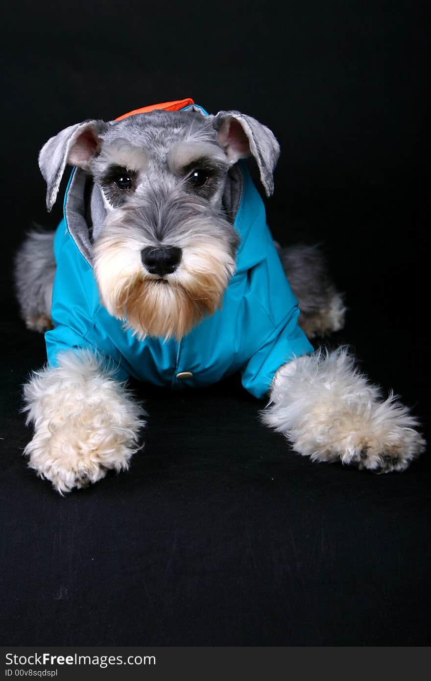 Schnauzer dog