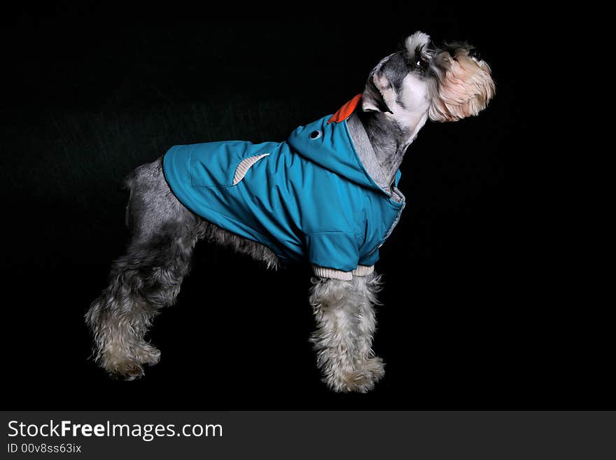 Schnauzer dog