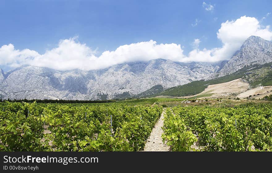 View of vineyard in dalmatia, Croatia. View of vineyard in dalmatia, Croatia.