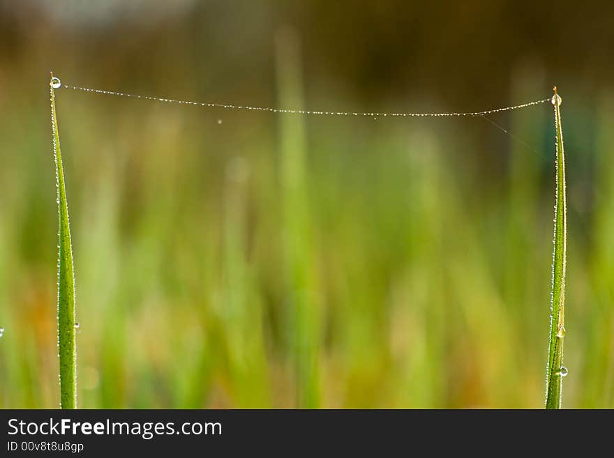 Macro tootball gate of grass. Macro tootball gate of grass.