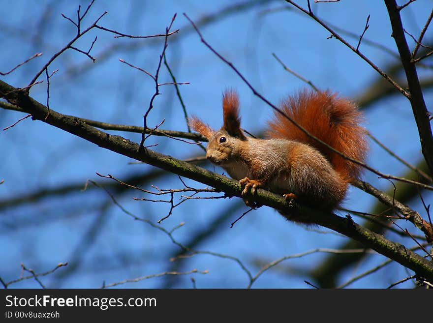 Red squirrel