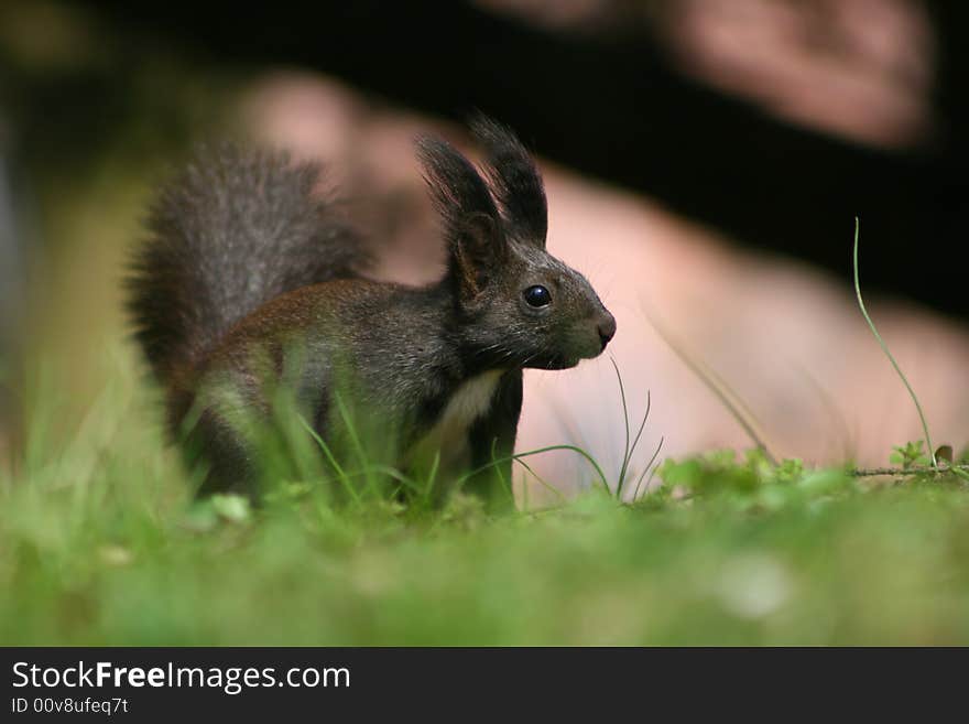 Brown squirrel