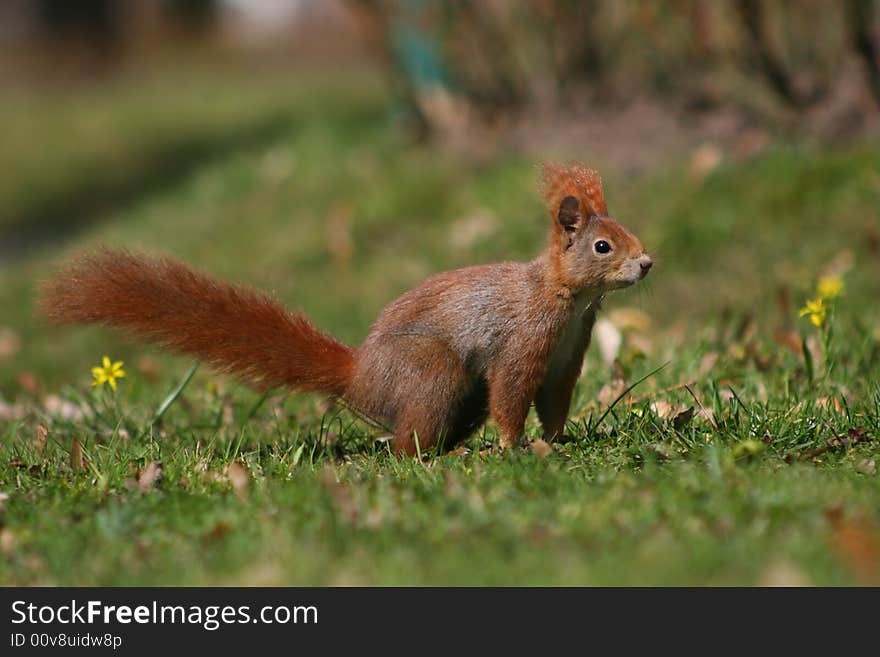 Red squirrel sitting on the lawn. Red squirrel sitting on the lawn