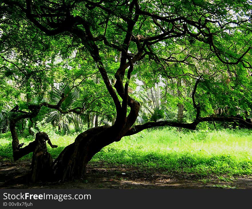 A tree with bizzare shape in Botanical Garden, Calcutta. T he shape is frightening and photogenic. A tree with bizzare shape in Botanical Garden, Calcutta. T he shape is frightening and photogenic.