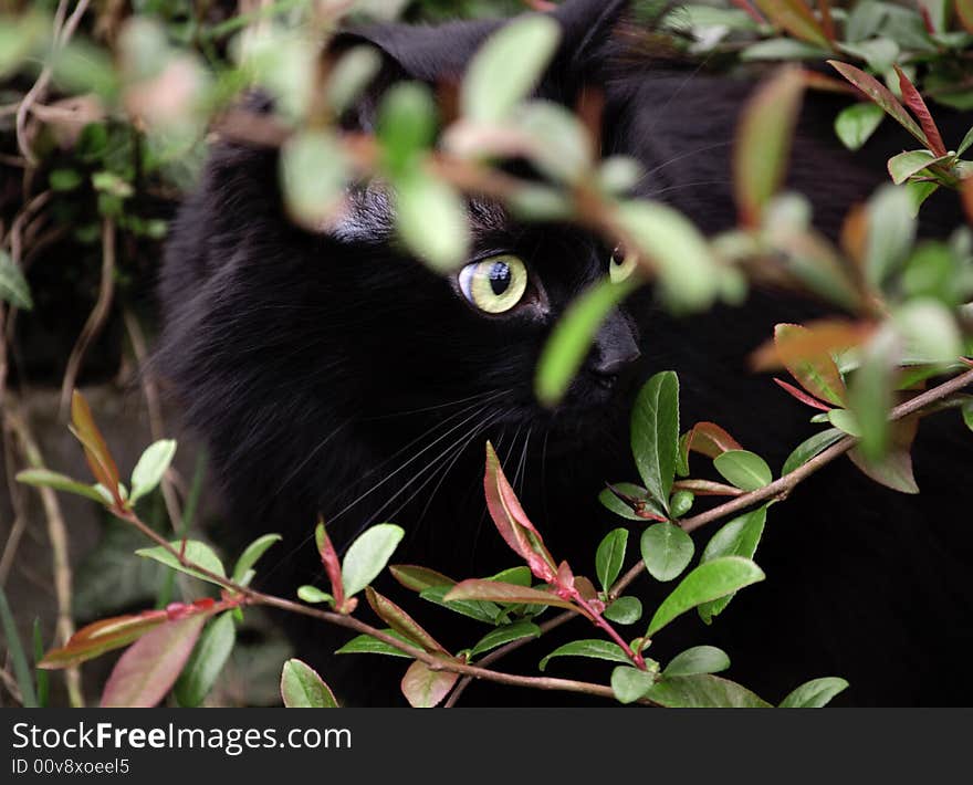 Cat in the garden