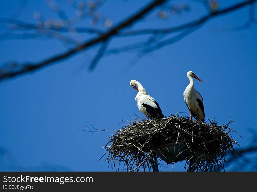 White storks