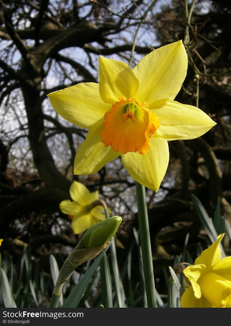 A beautiful spring flower known and recognised throughout. A beautiful spring flower known and recognised throughout